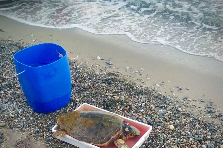 CRUCOLI. SALVATA TARTARUGA CARETTA CARETTA FERITA